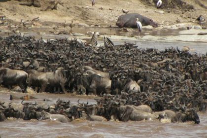 7 Days Mara River Crossing and Cultural Tours