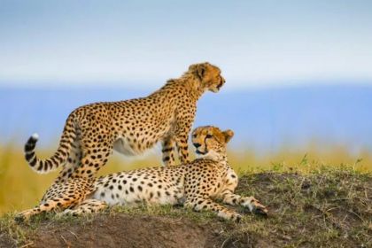 7 Days Ndutu Serengeti Calving Season and Cultural Tour