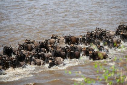 7 Days Tour Of Mara River Crossing