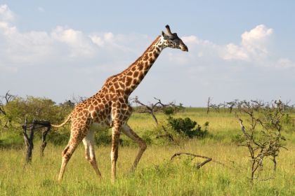 4 Days Safari – Lake Manyara, Ngorongoro, Tarangire