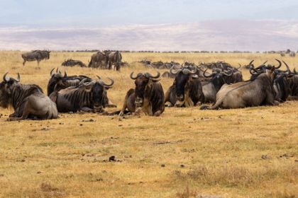 8 Days Tour Of Anthetic Maasai Village and Mara River Migration Trip